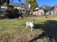 Koza, Saanen goat — foto 5