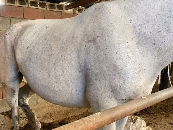 母马, Horses
