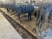 Byk, Karaku — zdjęcie 2