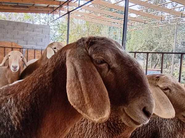 Sheep, Arashan sheep