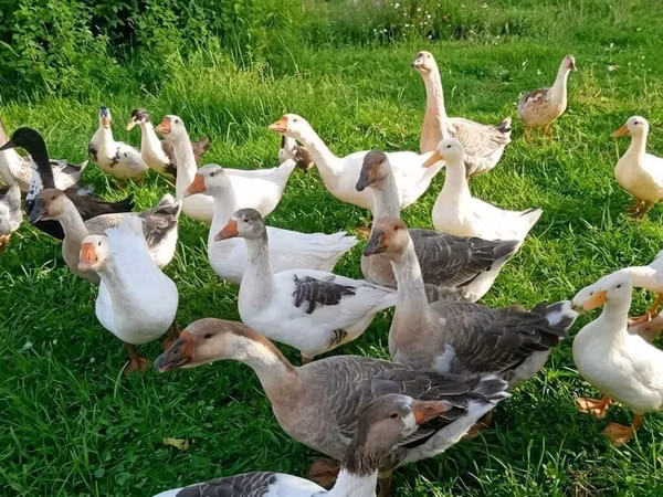 Geese — Azerbaijan