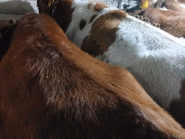 Byk, Simmental cattle