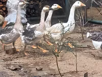 Geese — புகைப்படம் 2