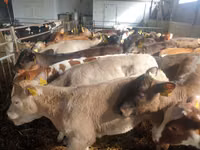 Toro, Simmental cattle — foto 3