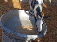 Cabra, Saanen goat — foto 5