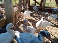 Ducks — Foto 1