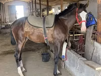 Caballo, Thoroughbred horse — foto 1