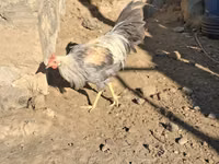 leghorn — foto 5
