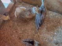 Chickens — Foto 3