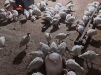 Turkeys — الصورة 3