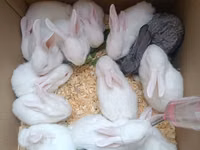 Dovşan yemləri 1-kilosu 2azn Balaca paçka 1-azn Dovşan balaları 5azn — foto 1