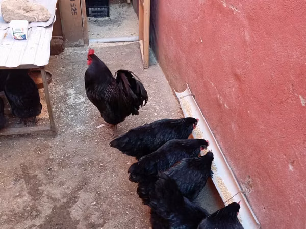 Australorp