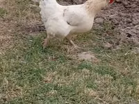 Brahma — Foto 3