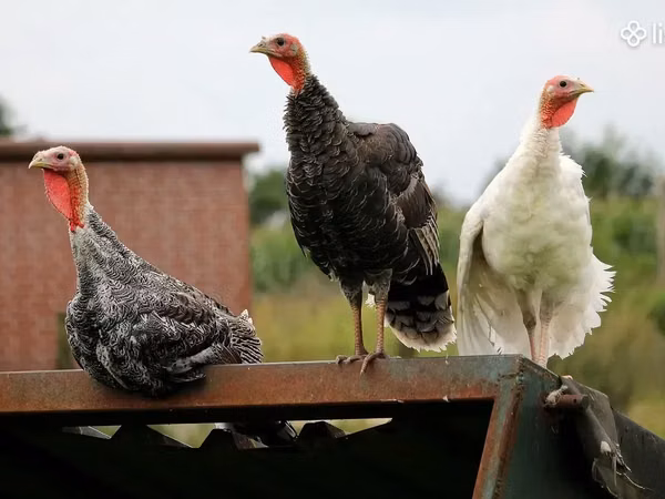 Turkeys — Ermenistan