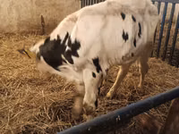ثور, Russian Black pied cattle — الصورة 4