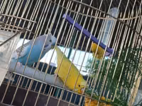 Qefesle birlikde 40m tek Qus 30m — 照片 3