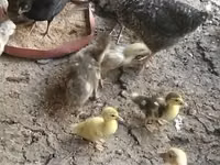 Ducks — foto 6