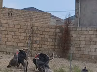 Turkeys — foto 2