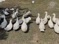 Ducks — foto 2