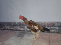 Chickens — 5-сурет