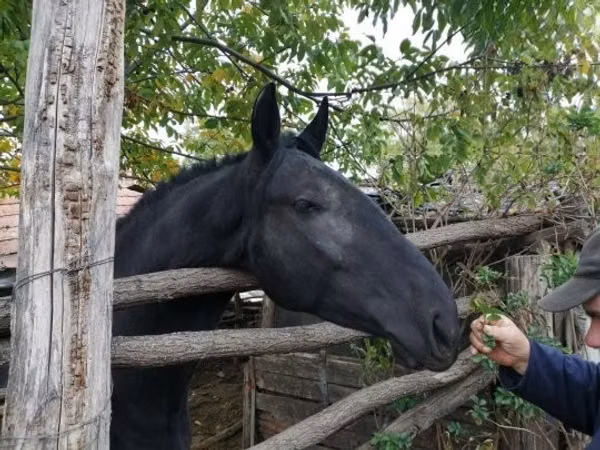 Jument, Nonius horse