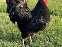 Australorp — Foto 5