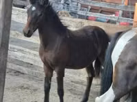 Cheval, Welsh Cob — photo 2