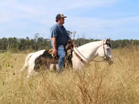 ცხენი, American paint horse — ფოტო 5