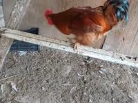 Chickens — foto 2