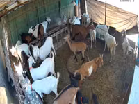 Chèvre, Saanen goat — photo 4