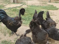 Chickens — zdjęcie 1