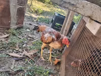 Chickens — foto 2