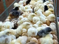 Chickens — foto 5