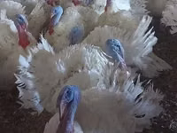 Turkeys — photo 6