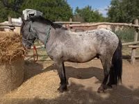 At, Appaloosa — foto 3