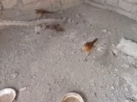 Quails — foto 1