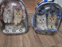 Məhsul:çantaların ikisi də bir yerdə satılır.Real alıcıya endrim — foto 1