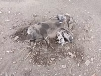 Ana donuz, Donuzlar — foto 1