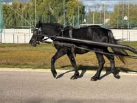 Kůň, Koně — foto 5