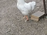 Plymouth Rock — foto 1
