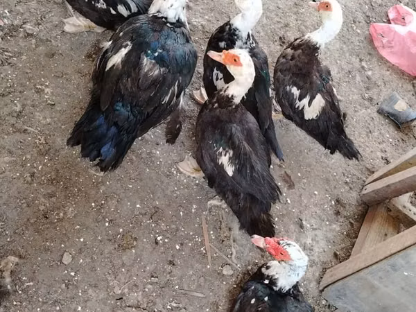 Ducks