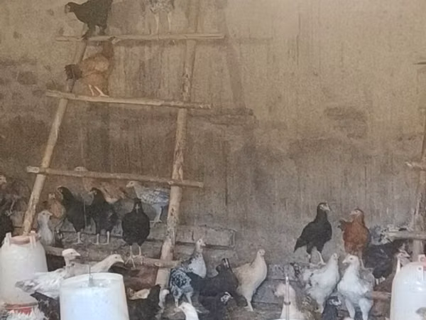 Chickens