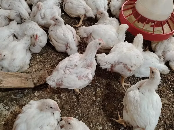 Chickens — Azerbaïdjan