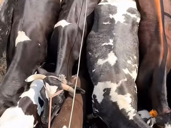Toro, Ganado vacuno