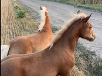 Madyan, Haflinger — foto 3