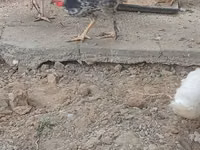 Chickens — Foto 1