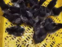Australorp — zdjęcie 4