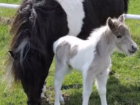 At, Miniature horse — foto 5