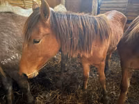 Madyan, Kustanai horse — foto 3