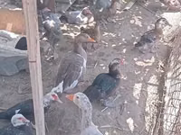 Domestic Muscovy — photo 4